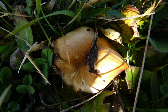 Camarophyllus pratensis